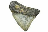 Juvenile Megalodon Tooth - North Carolina #359052-1